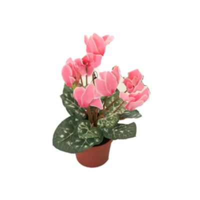 Flor cyclamen mini p11 - Supermercado Rio das Pedras